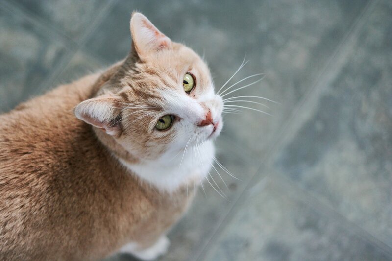 ginger and white cat looking up