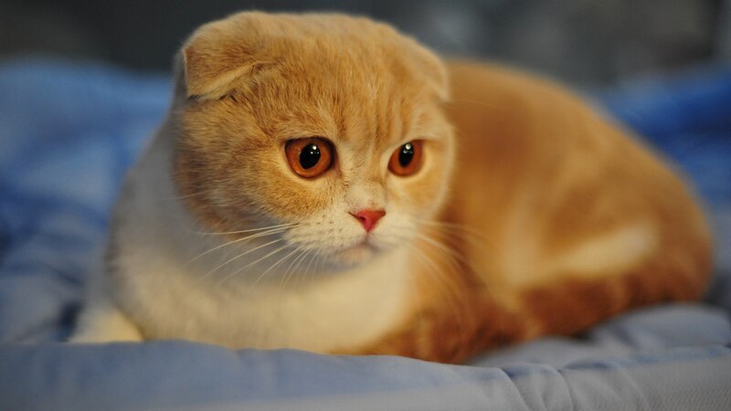 Ginger and White Cat — Orange