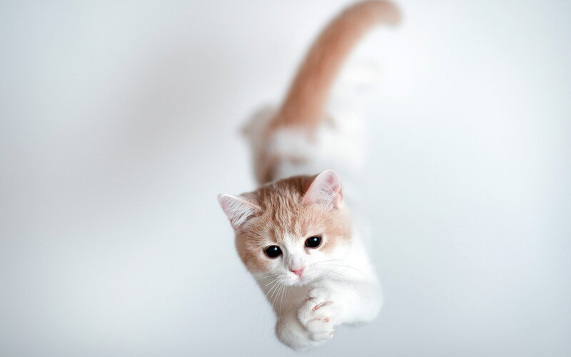 Ginger and White Kitten — Playful