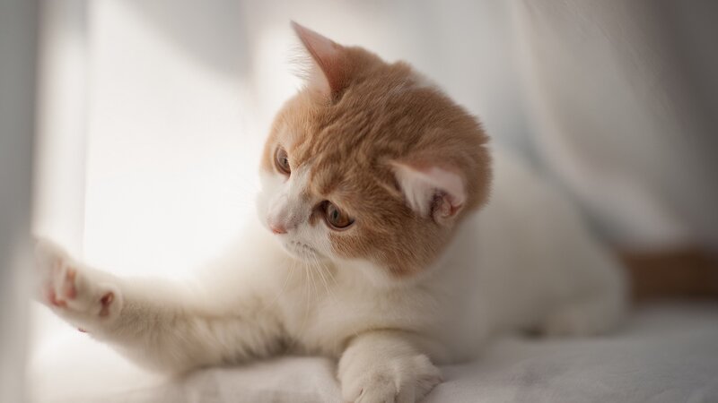 ginger and white kitten