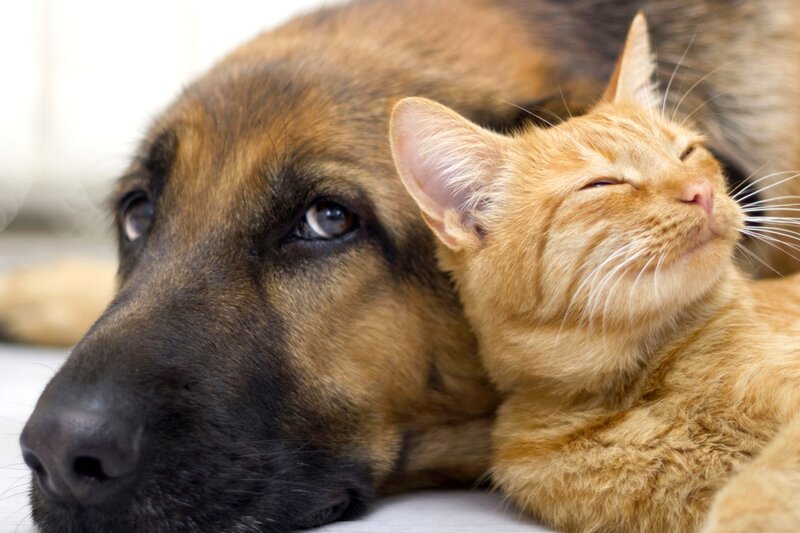 Ginger Cat and Dog