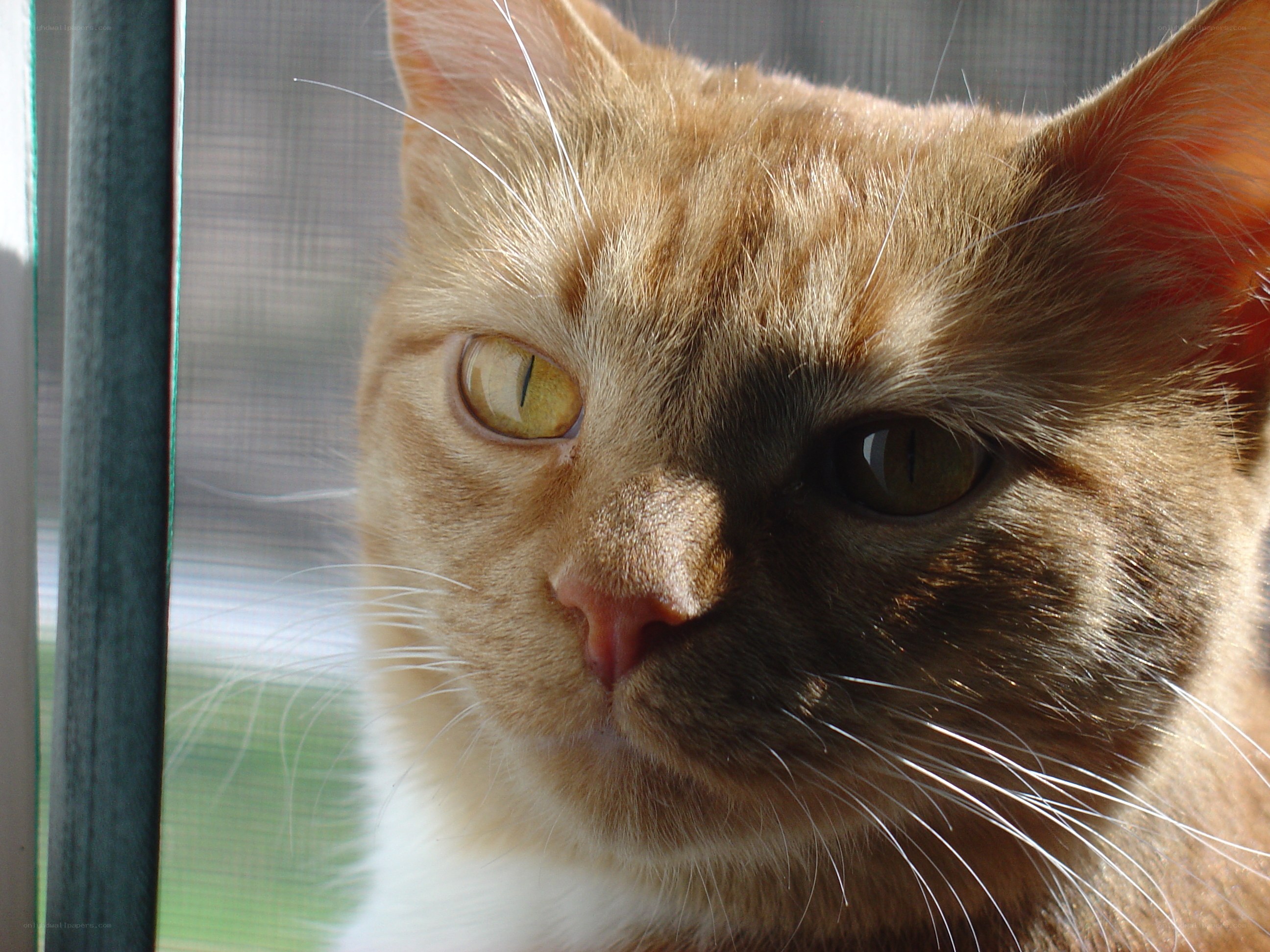 ginger cat by the window
