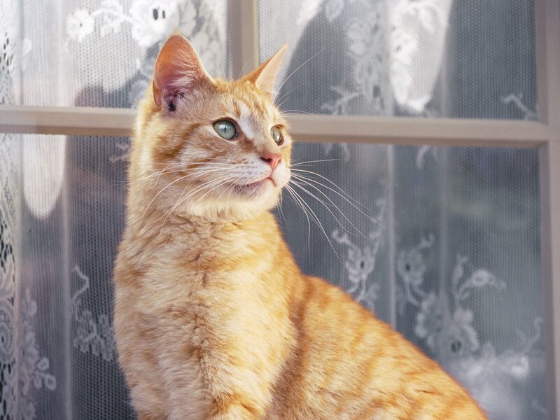 ginger cat by window
