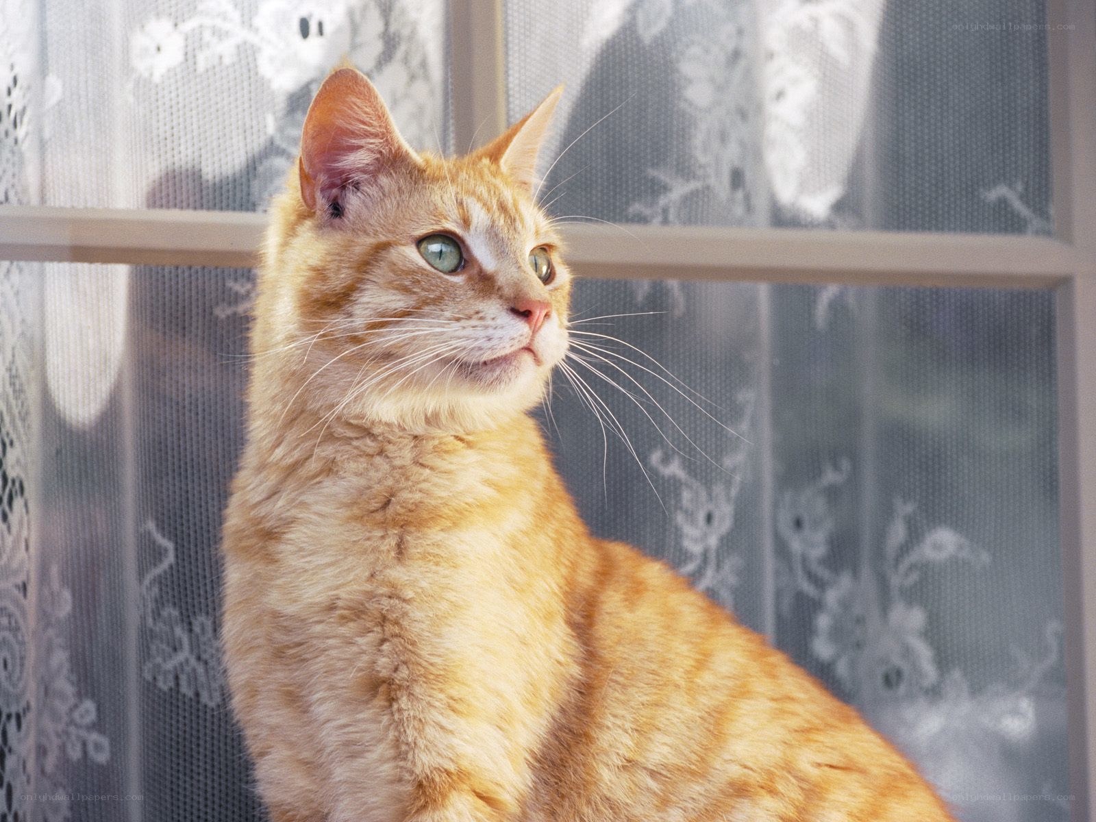 ginger cat by window