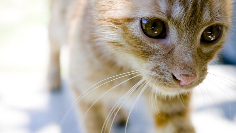 Ginger Cat Close-up
