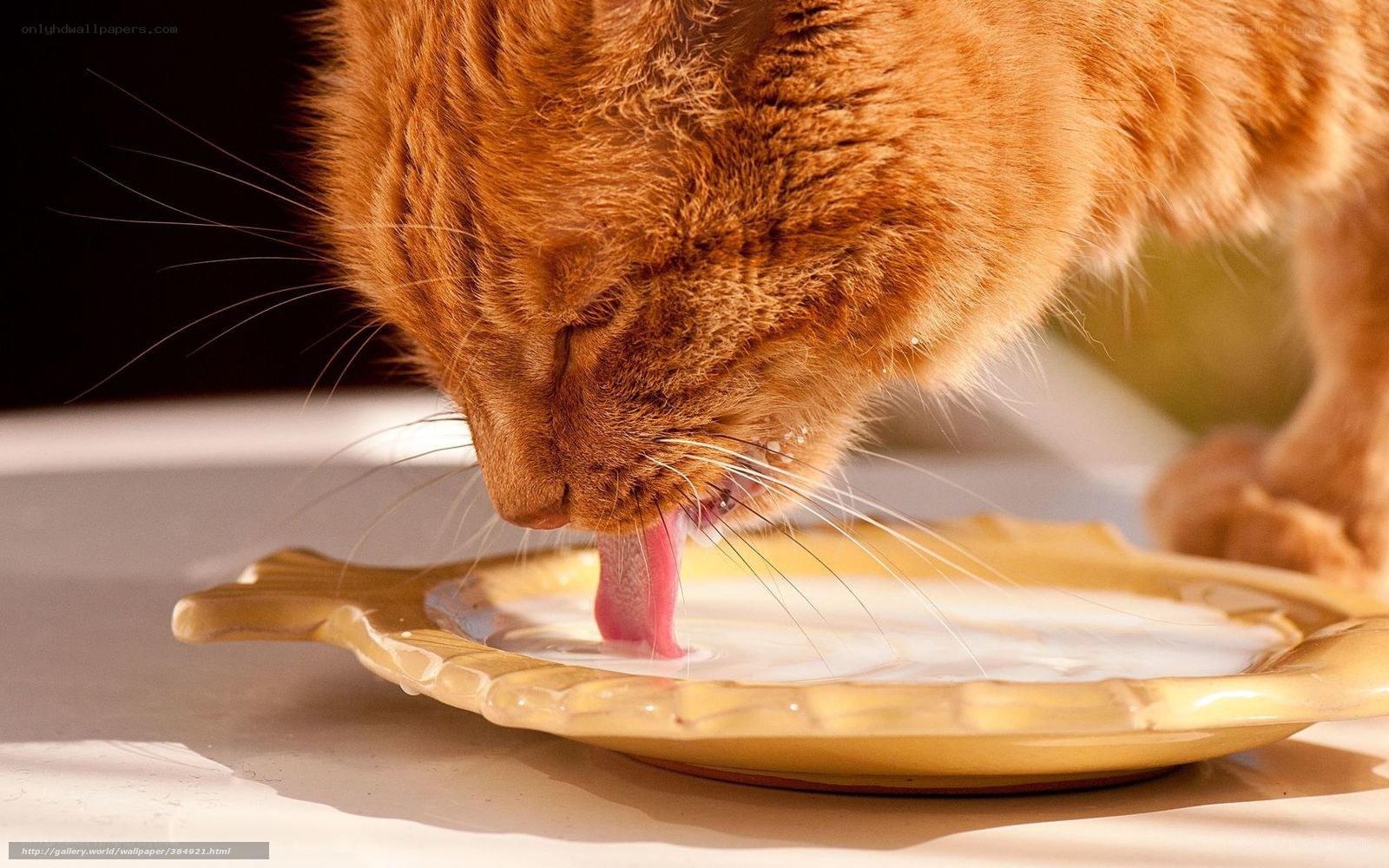 ginger cat drinking milk