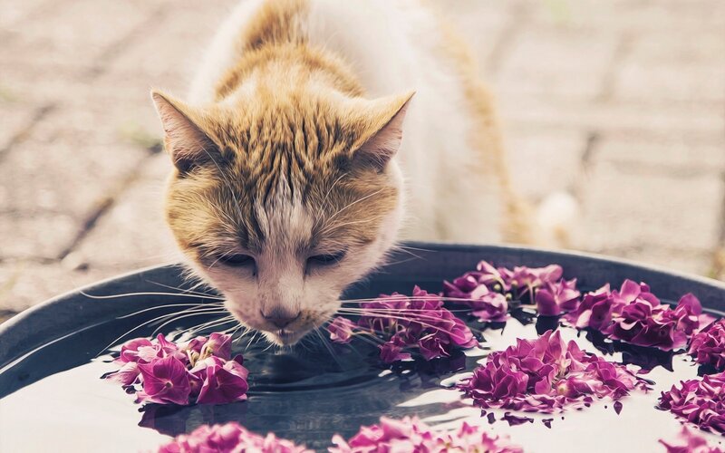 Ginger Cat Drinking Water