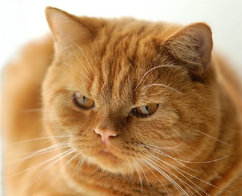 Ginger Cat Face — Orange
