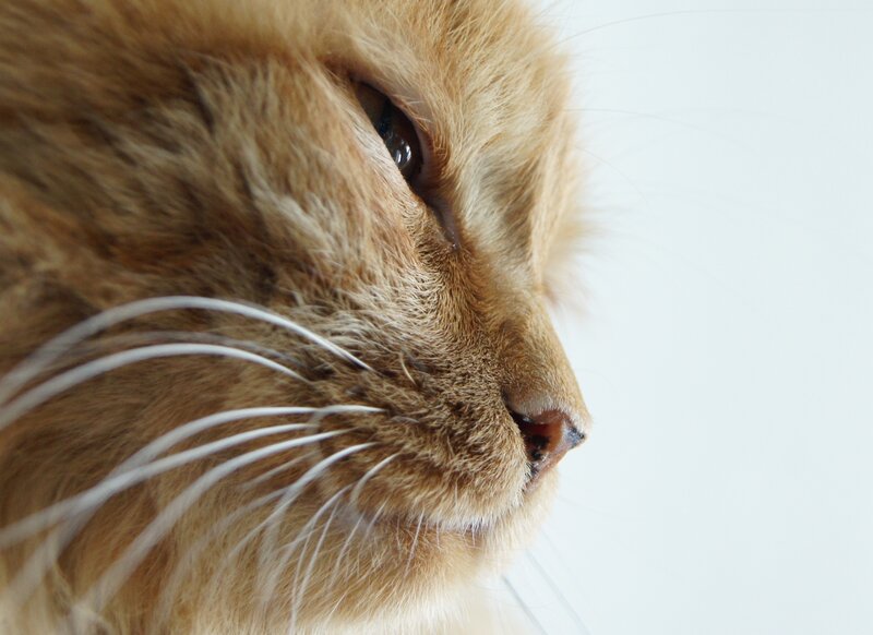 Ginger Cat Face