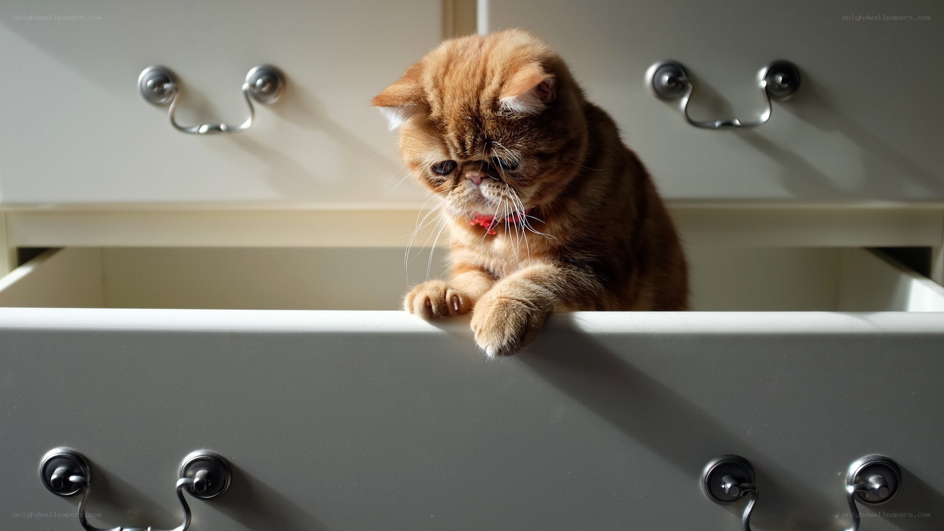ginger cat in a drawer