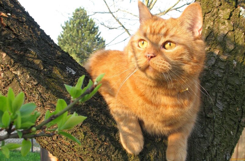 ginger cat in a tree