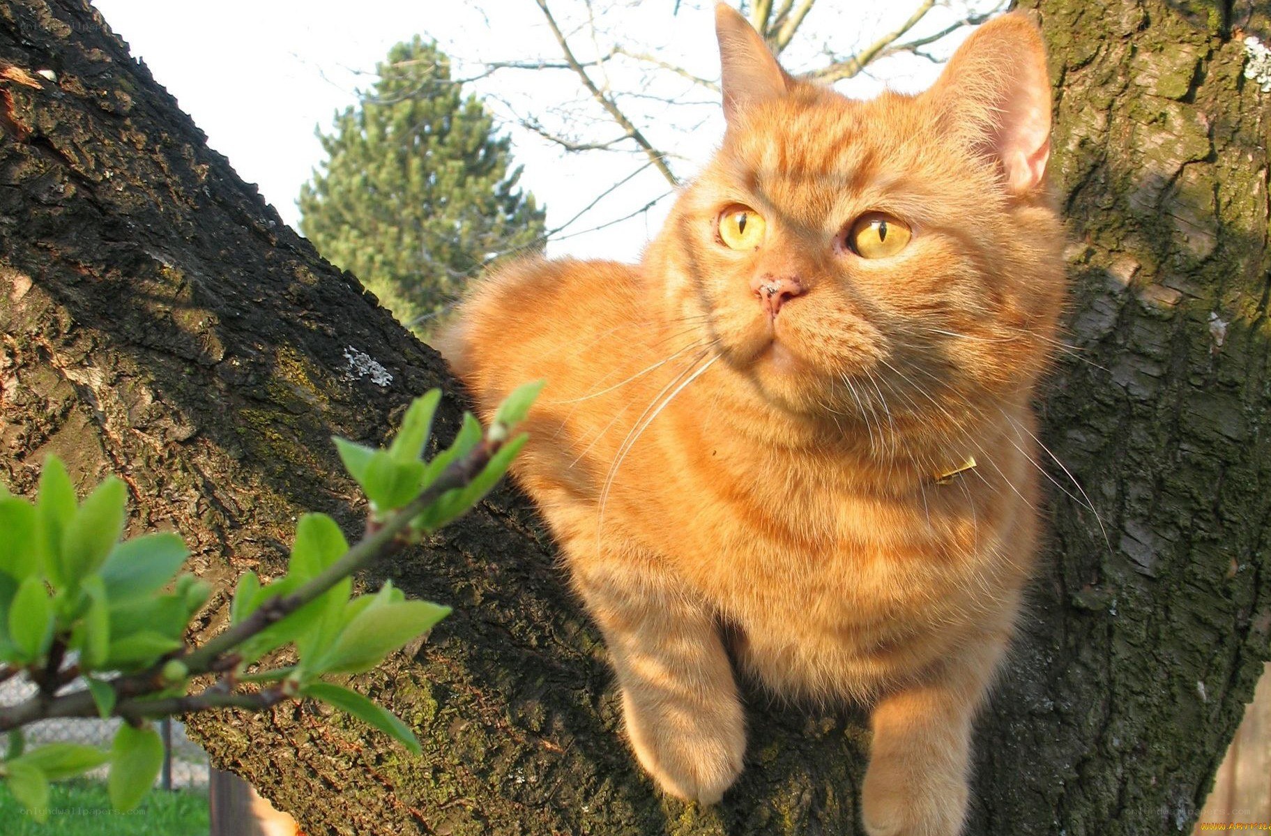 ginger cat in a tree
