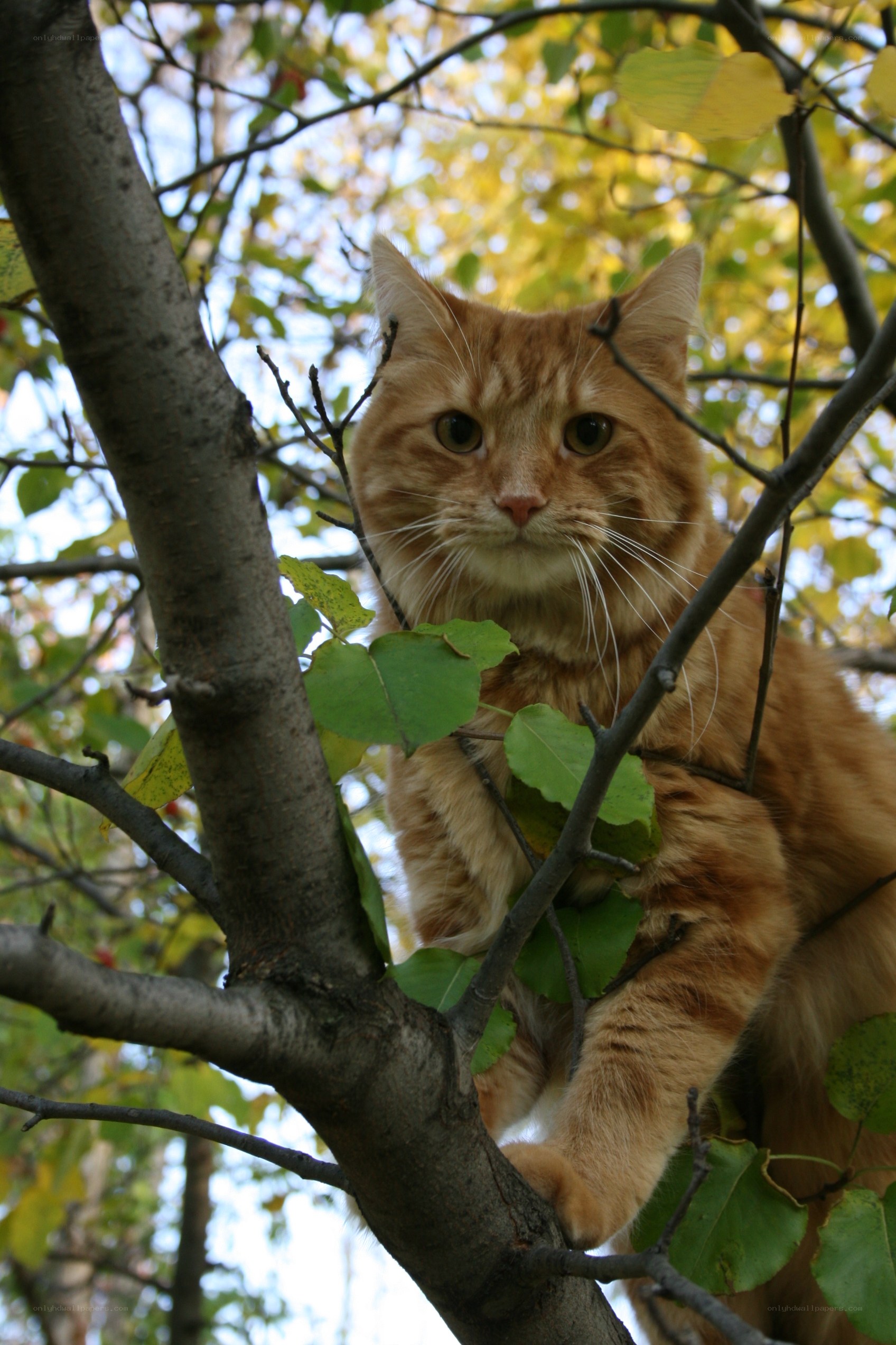 ginger cat in a tree