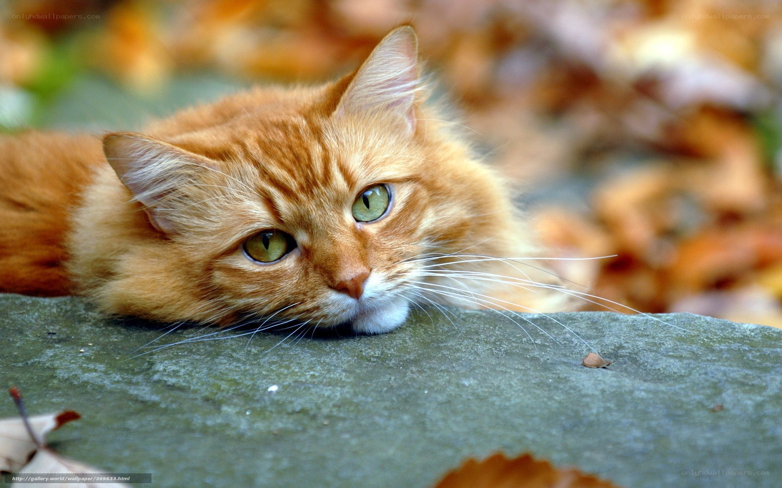 ginger cat in autumn leaves