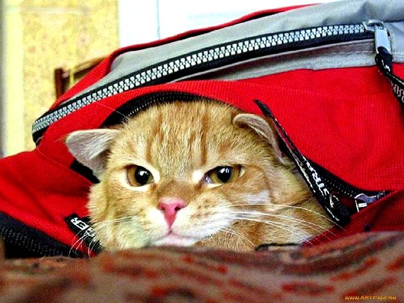 Ginger Cat in Bag