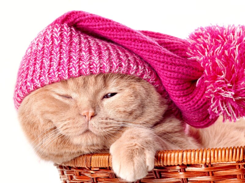 Ginger Cat in Basket — Pink, Calm