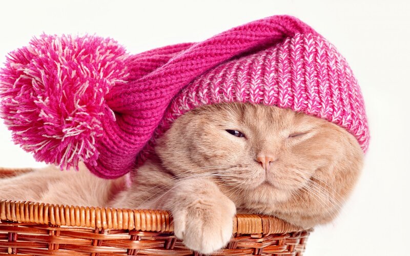 Ginger Cat in Basket — Pink