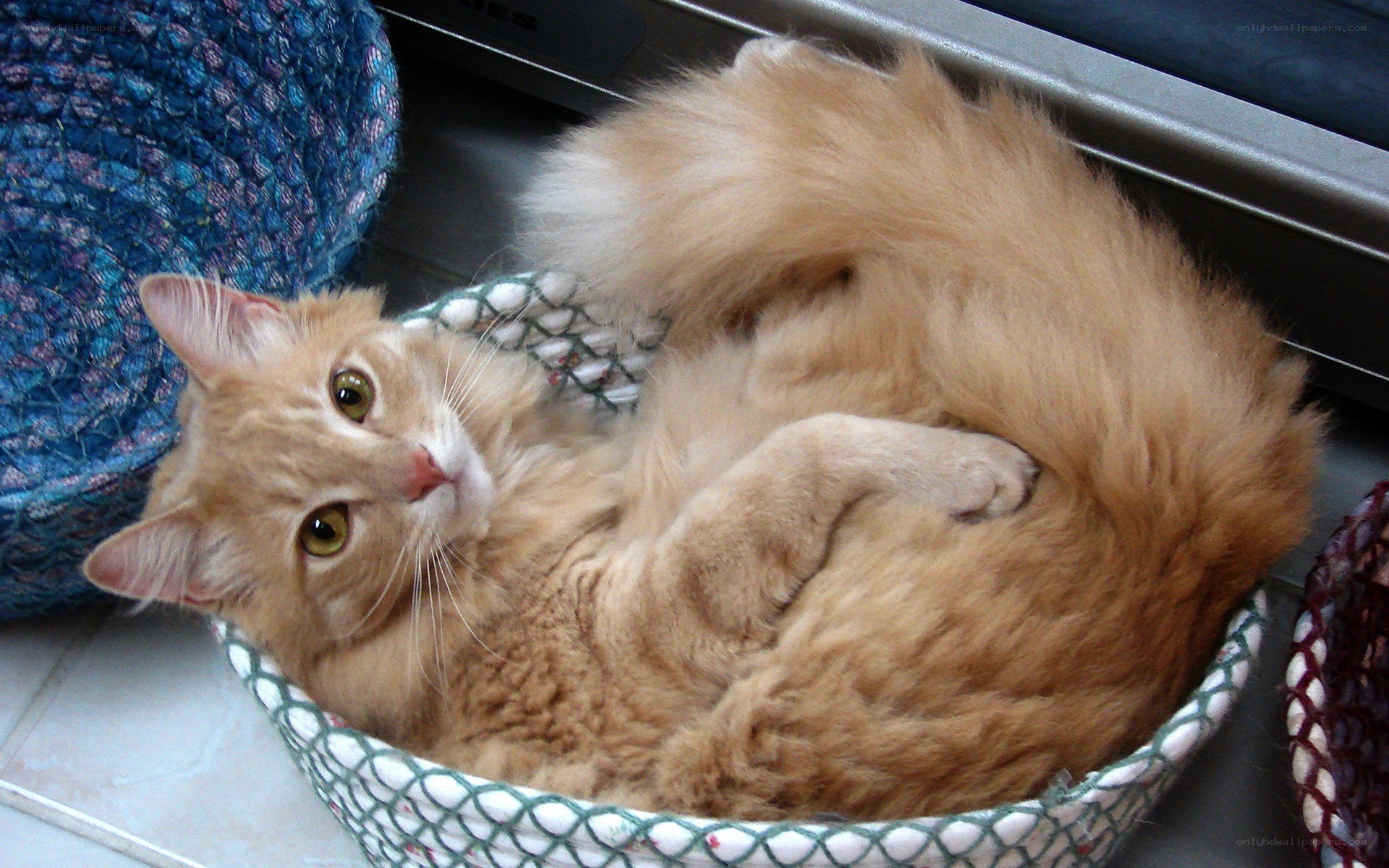 ginger cat in basket