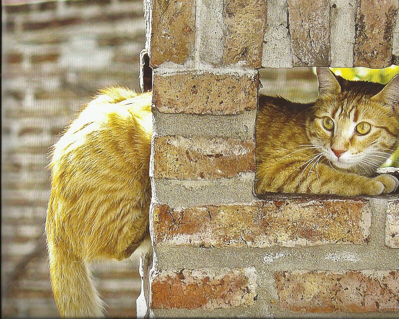 Ginger Cat in Brick Wall