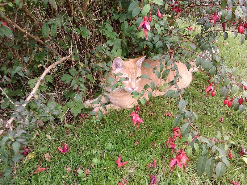 Ginger Cat in Bush