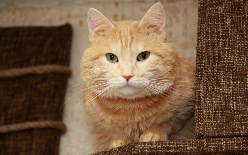 ginger cat in cat tree