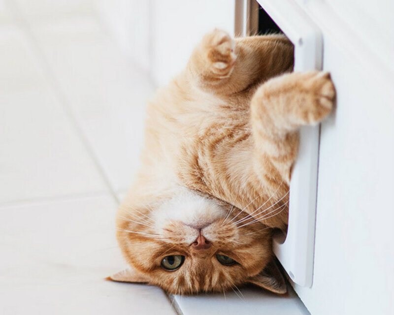 Ginger Cat in Doorway