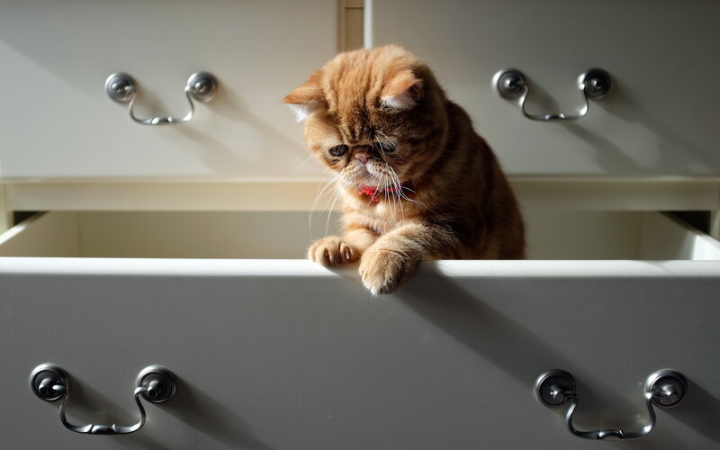 Ginger Cat in Drawer