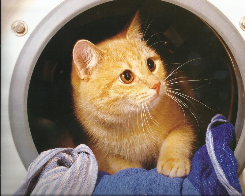 Ginger Cat in Dryer