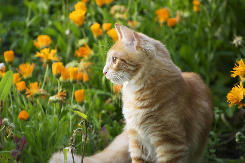 Ginger Cat in Flowers