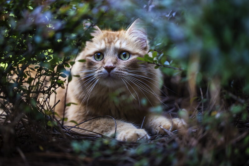 ginger cat in foliage