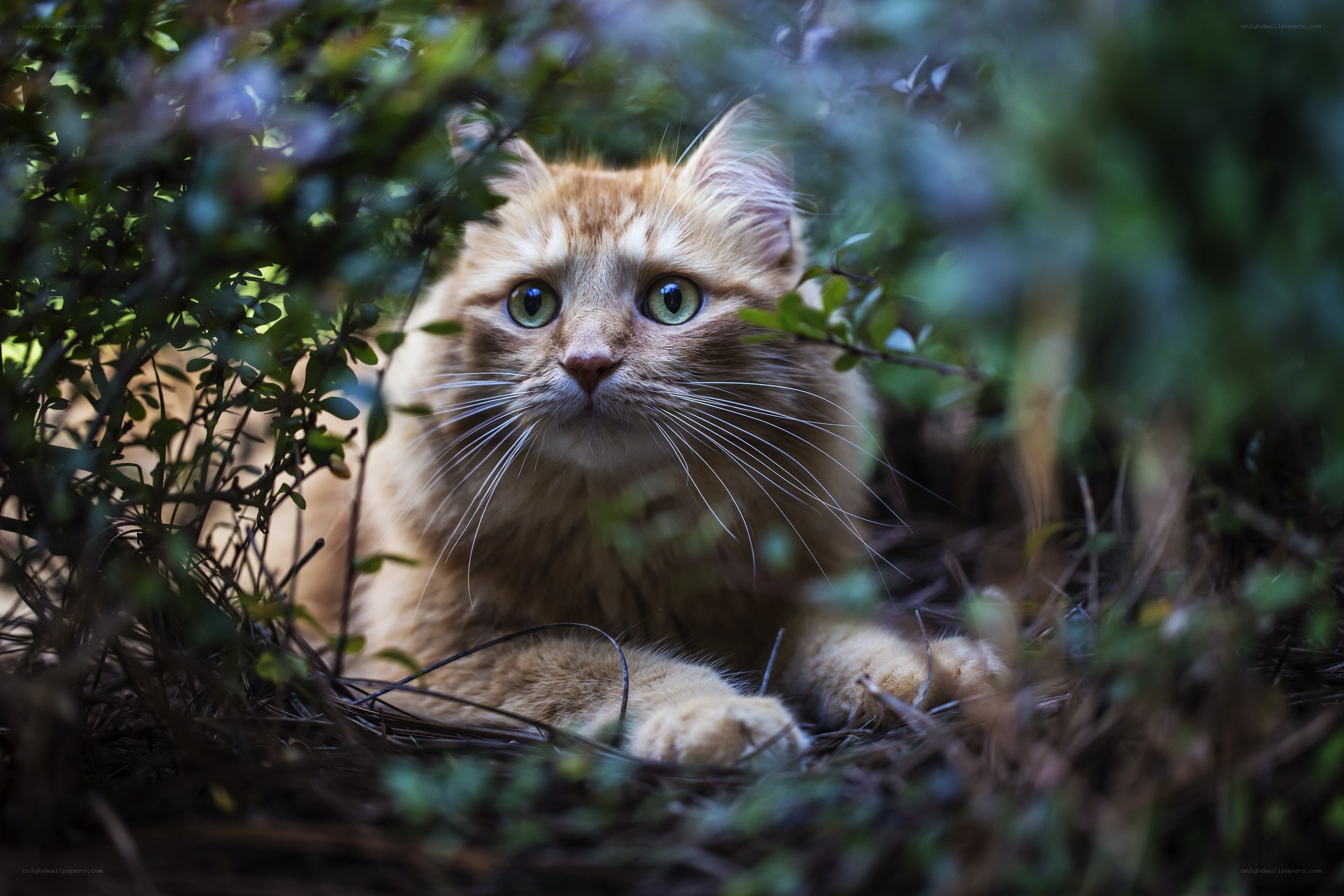 ginger cat in foliage