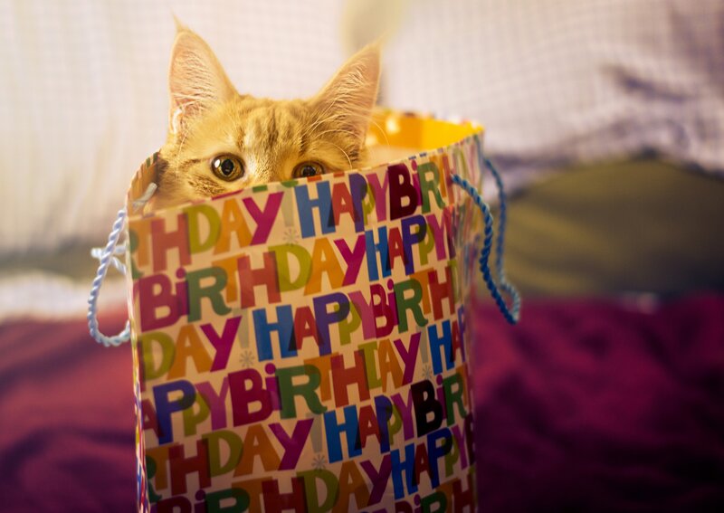 Ginger Cat in Gift Bag