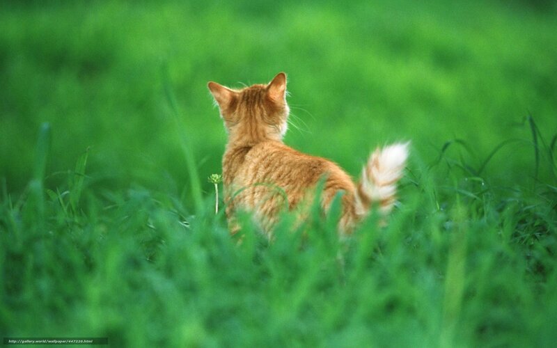 Ginger Cat in Grass — Green, Calm, Photograph