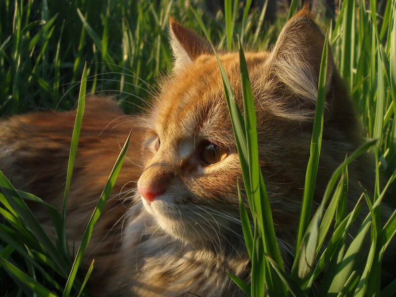 Ginger Cat in Grass — Green
