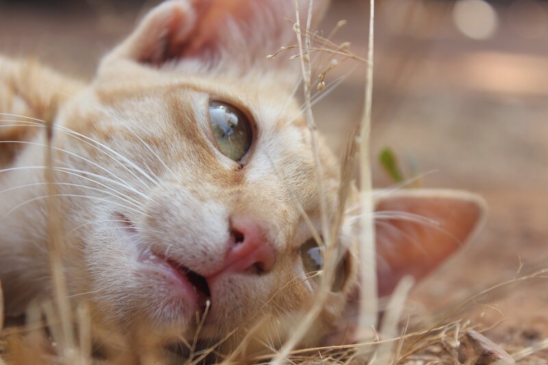 Ginger Cat in Grass — Orange, Calm