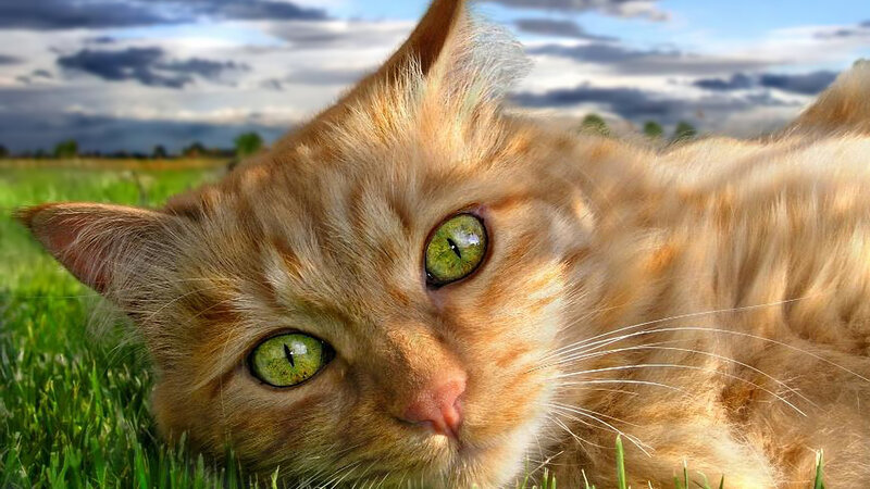 Ginger Cat in Grass — Orange