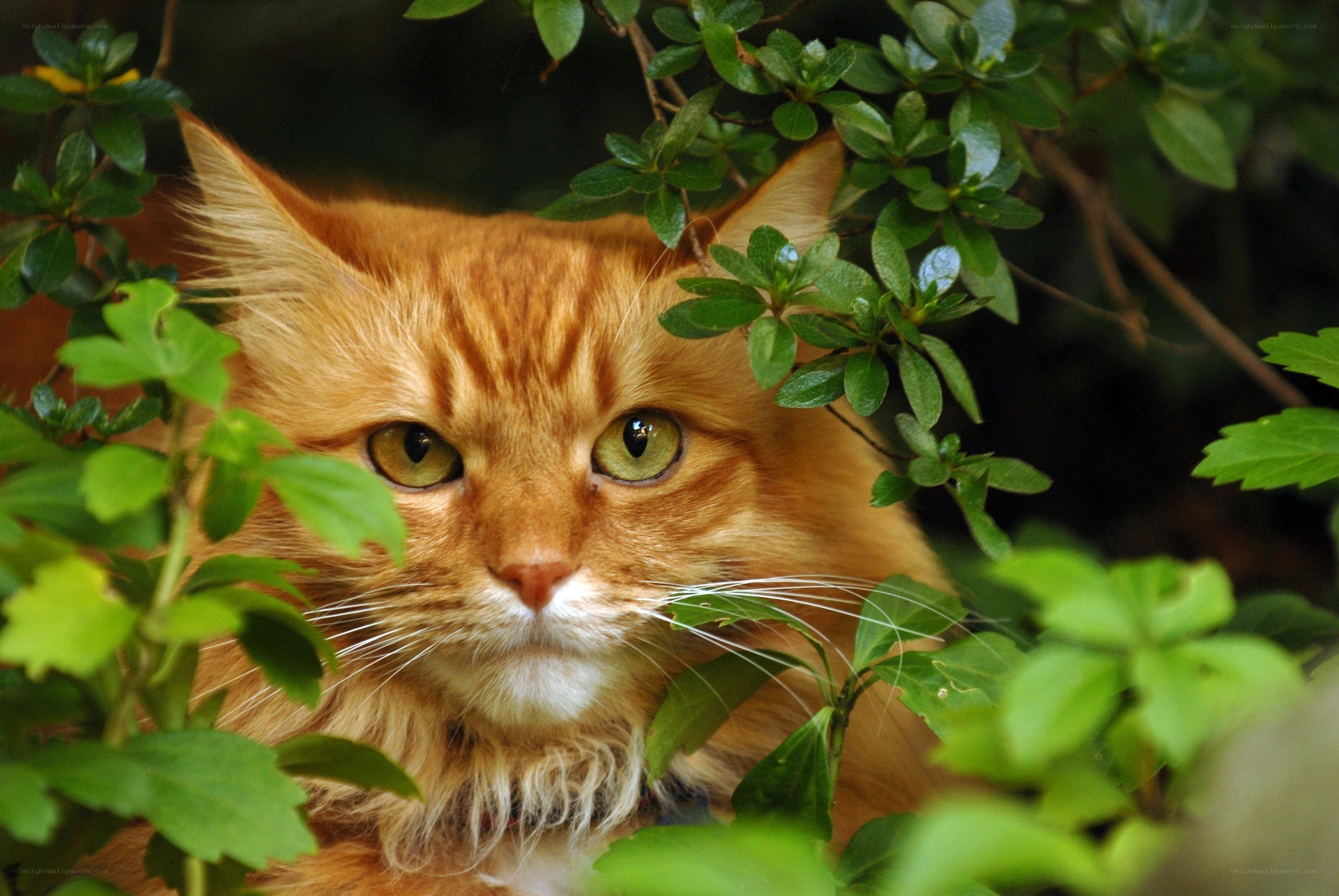 ginger cat in green leaves