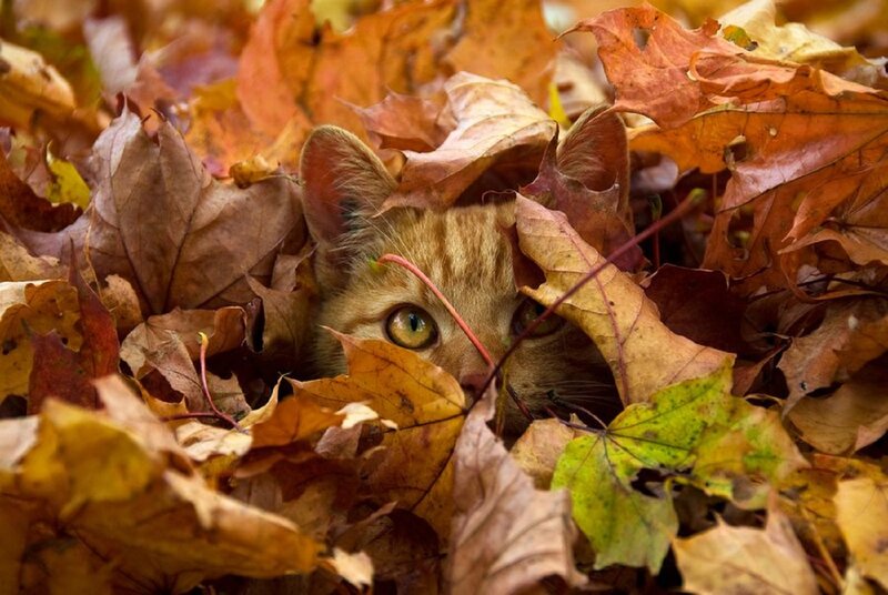 Ginger Cat in Leaves