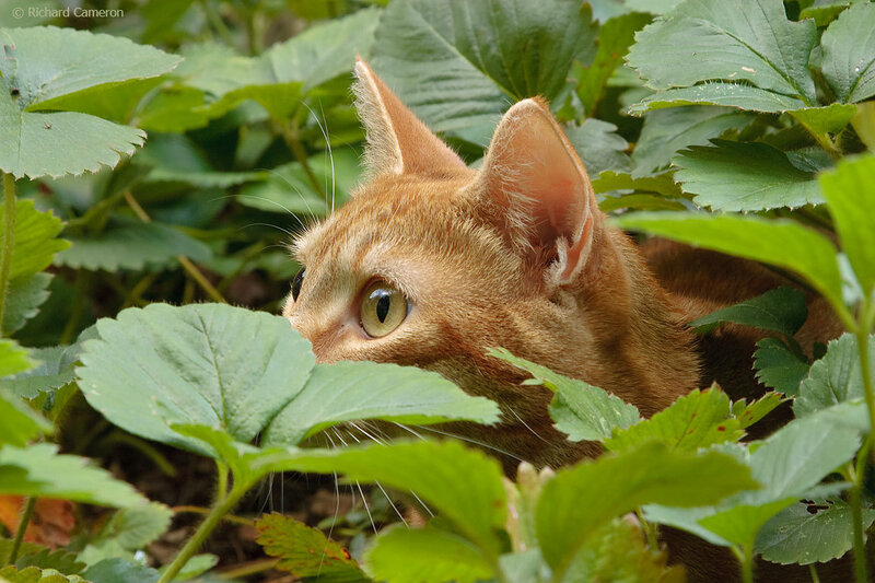 Ginger Cat in Plants
