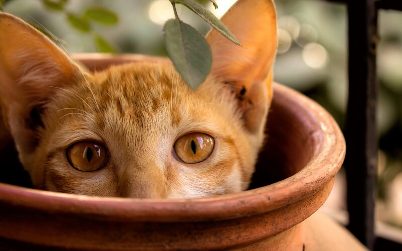 Ginger Cat in Pot — Orange