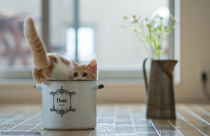Ginger Cat in Pot — White
