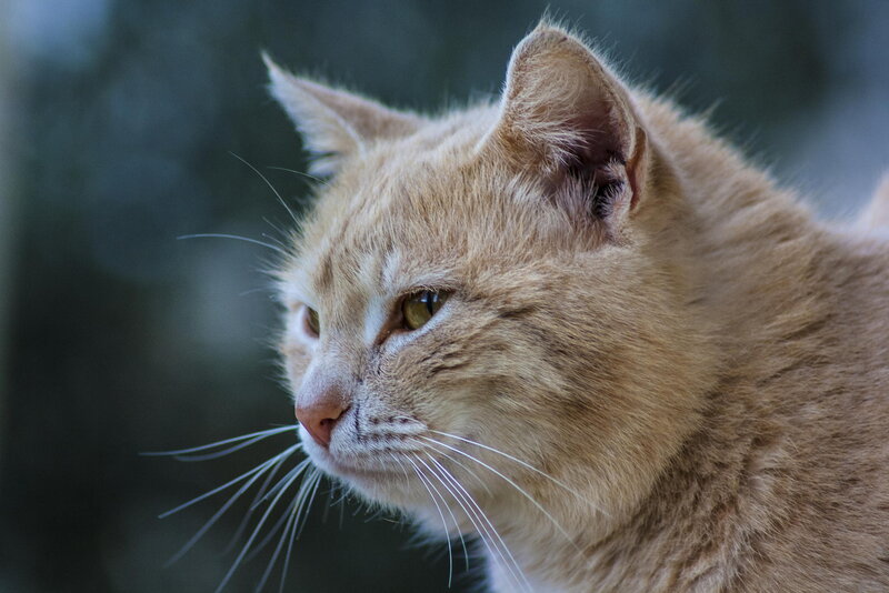 Ginger Cat in Profile — Orange