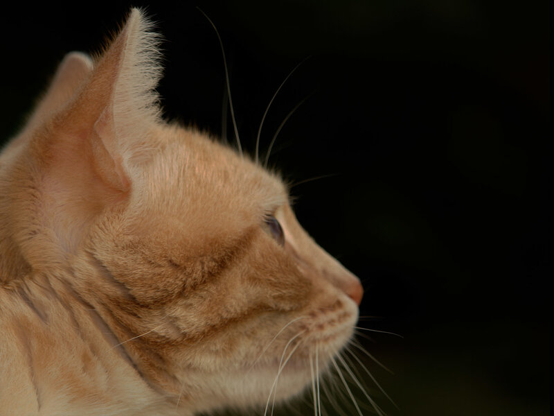 Ginger Cat in Profile