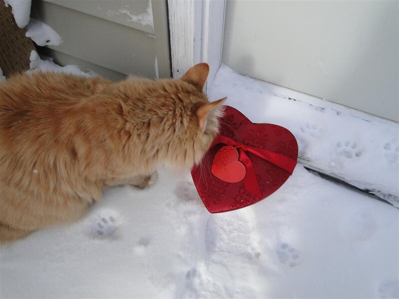 Ginger Cat in Snow