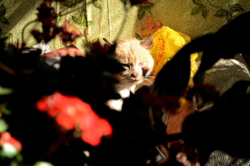 Ginger Cat in Sunlight — Yellow