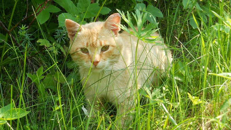 ginger cat in tall grass