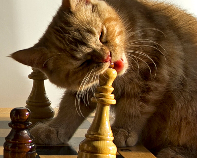 Ginger Cat Licking Chess Piece