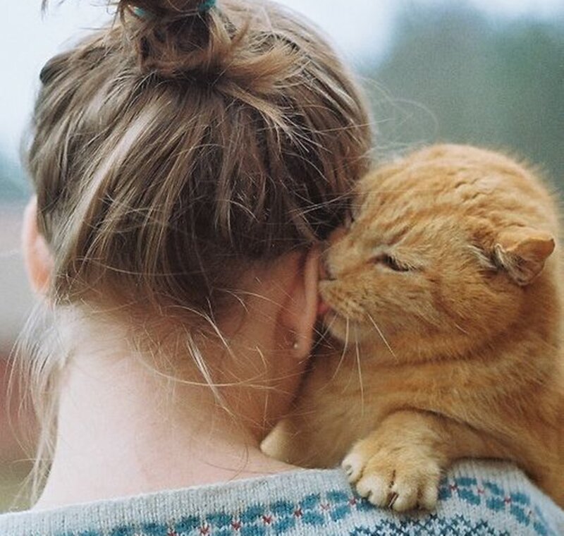 Ginger Cat Licking Ear
