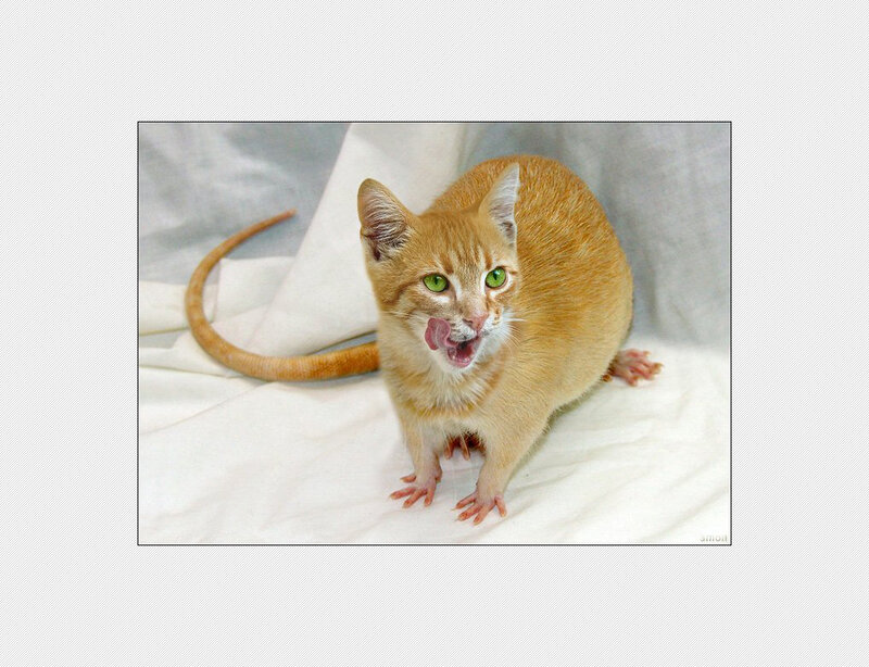 ginger cat licking its lips