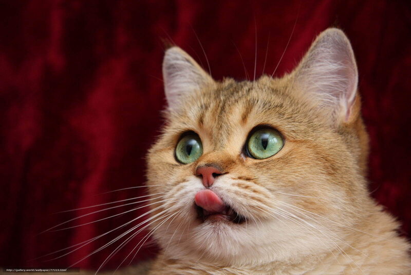Ginger Cat Licking Nose — Red